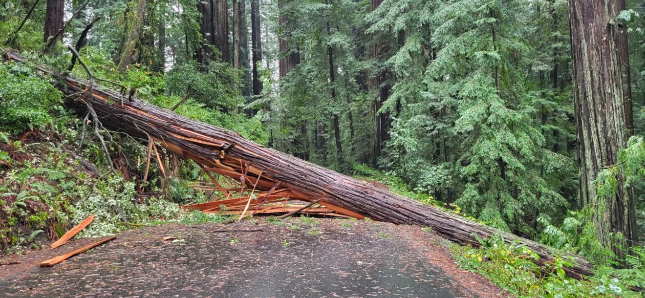 Large Redwood Falls Across Mattole Honeydew Road, Blocking Traffic
