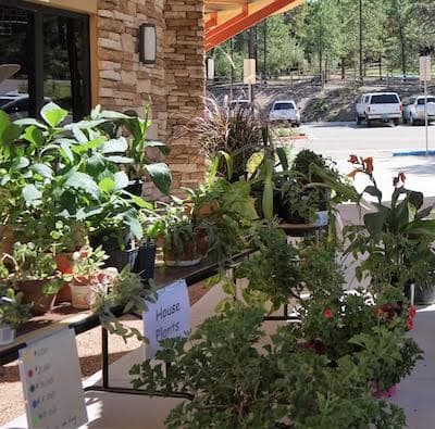 Bee City Los Alamos hosts native plant sale fundraiser Saturday