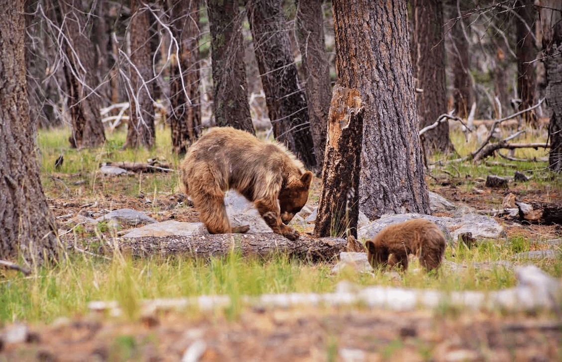 Los Alamos County warns residents as spring bears return hungry