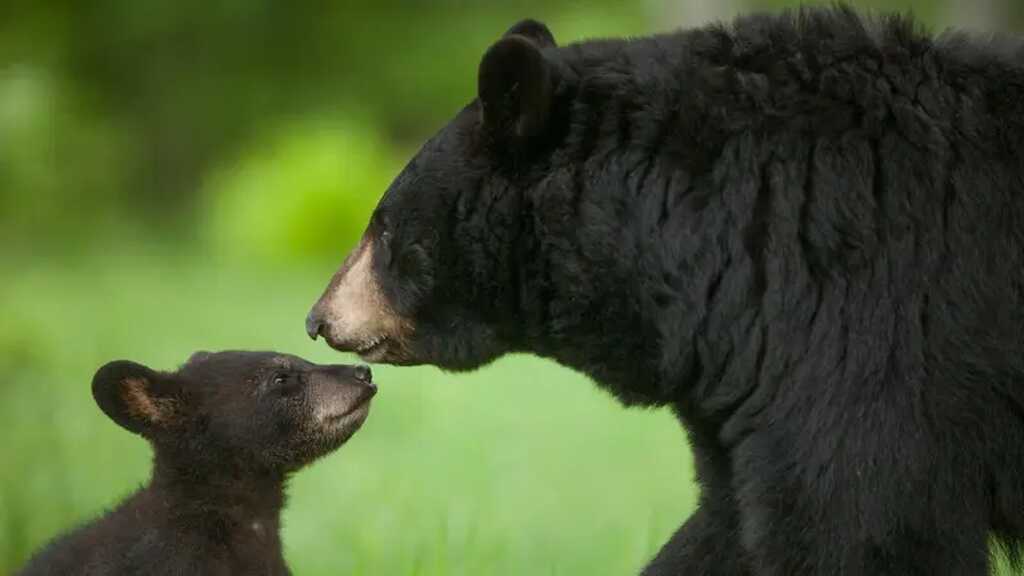 Los Alamos County urges residents to haze bears safely