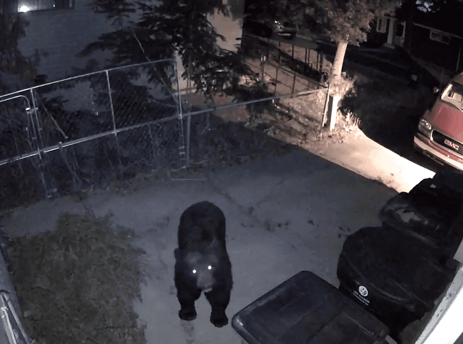Los Alamos County urges residents to request bear-resistant trash carts