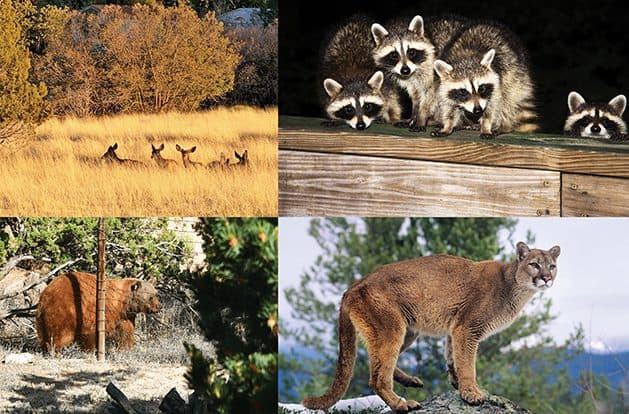 Los Alamos County maps out three-phase wildlife conflict plan