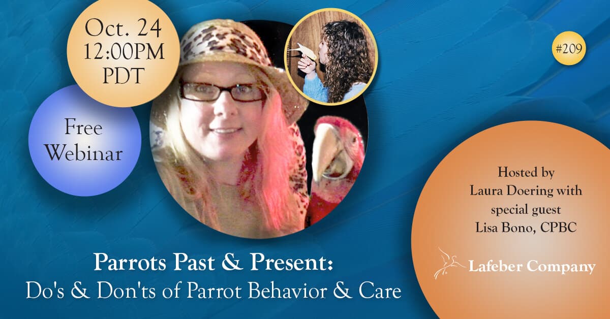 Everyday Parrot Care: Dos, Don'ts, and Stepwise Behavior Troubleshooting