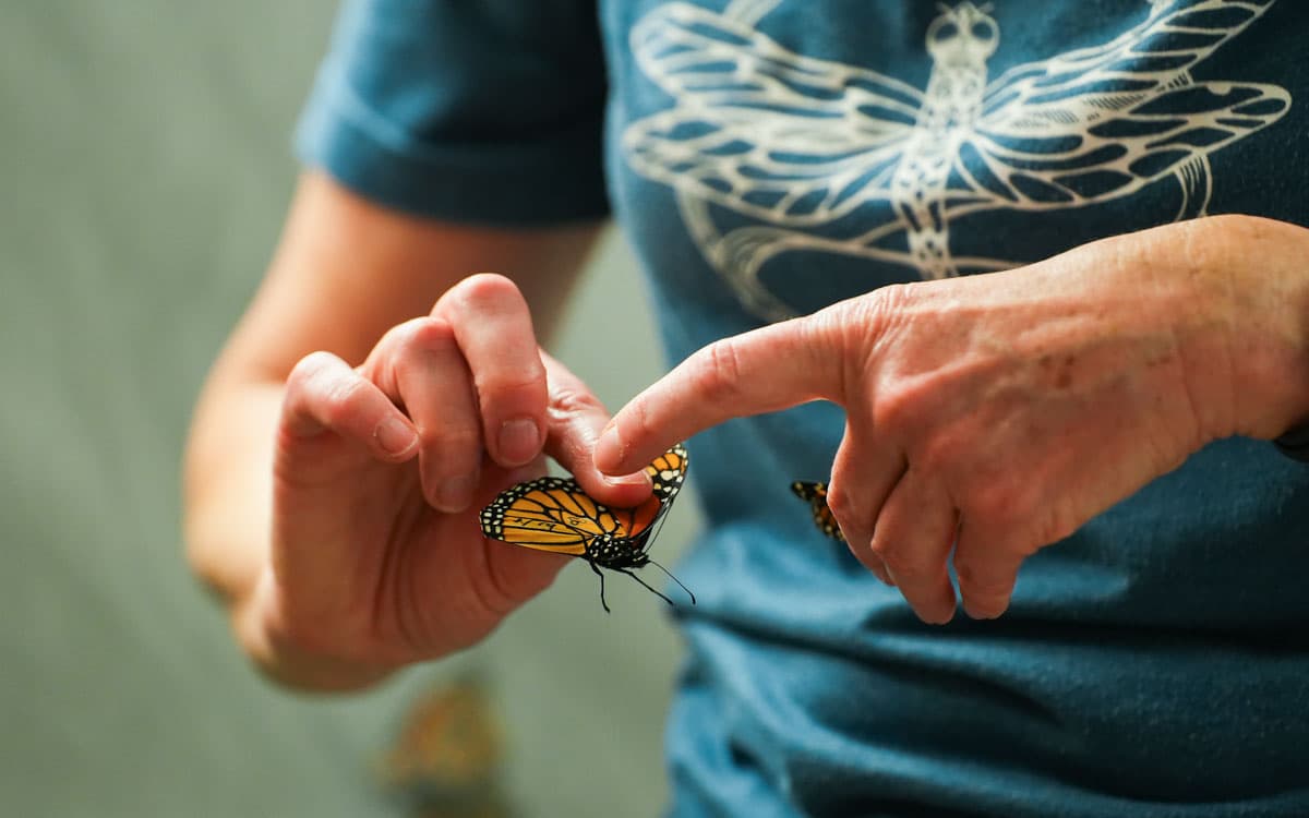 KU monarch study uses new tags to track monarch migration