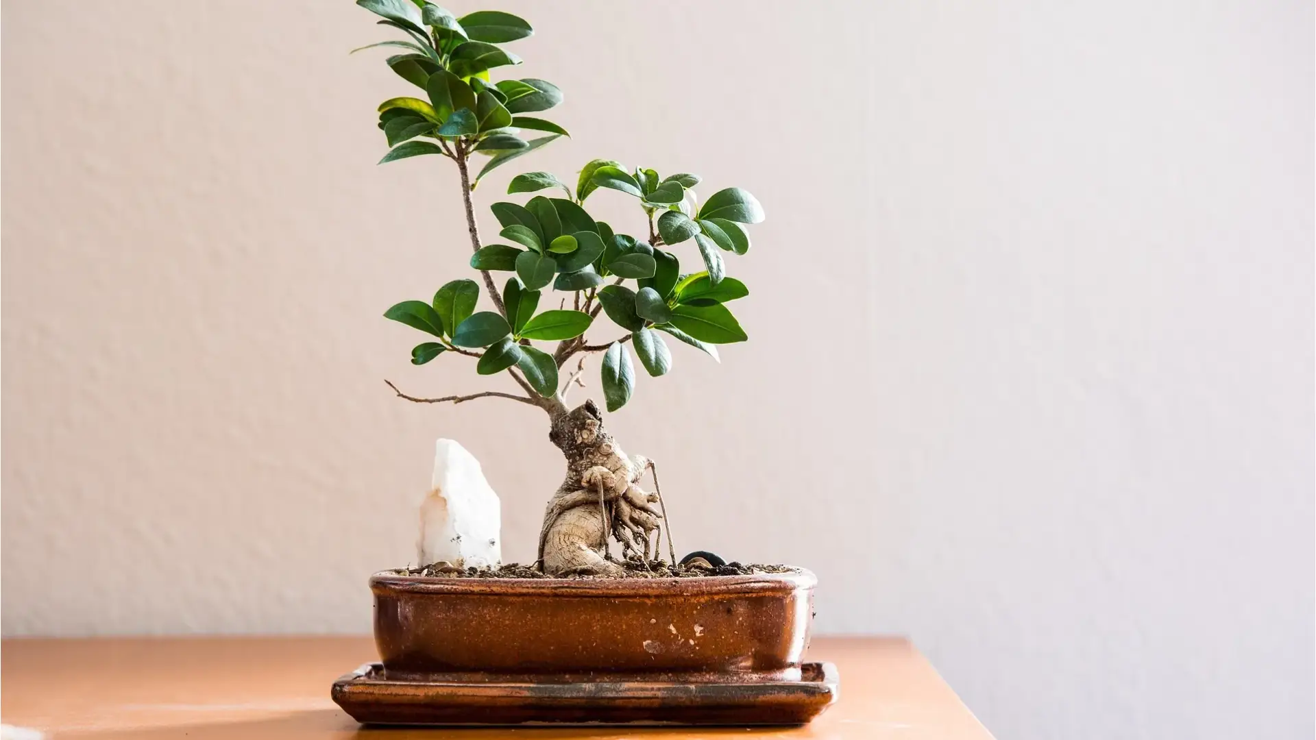 Choosing your first indoor bonsai: Ficus, Dwarf Jade, Serissa, Carmona