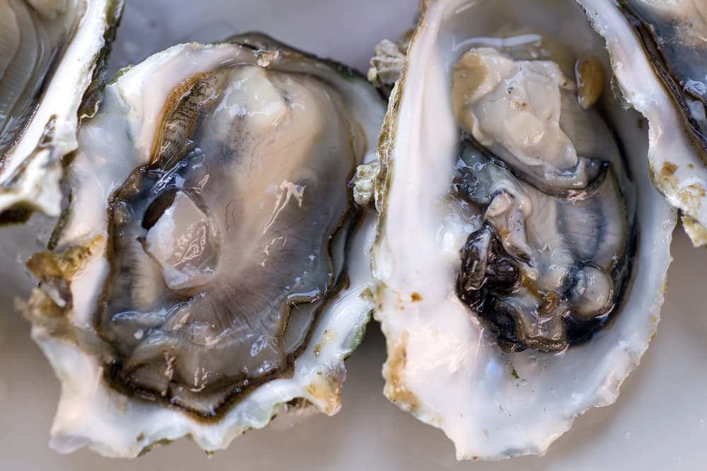 FDA Warns Against Eating Drayton Harbor Oysters and Clams Over Norovirus Risk