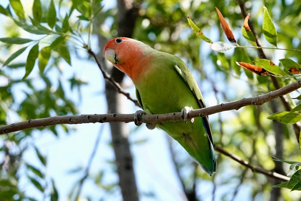 Lovebirds Reveal How Lifelong Pair Bonds Shape Parrot Care Practices
