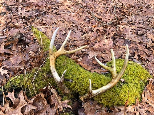 Maryland DNR says spring is prime time for shed hunting