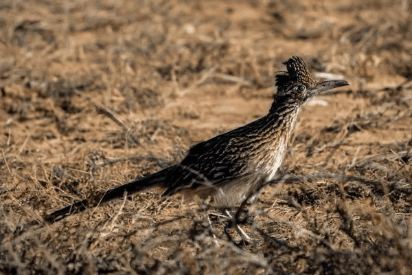 New Mexico Announces 2026 Birding Big Year Contest, Encourages Local Participation