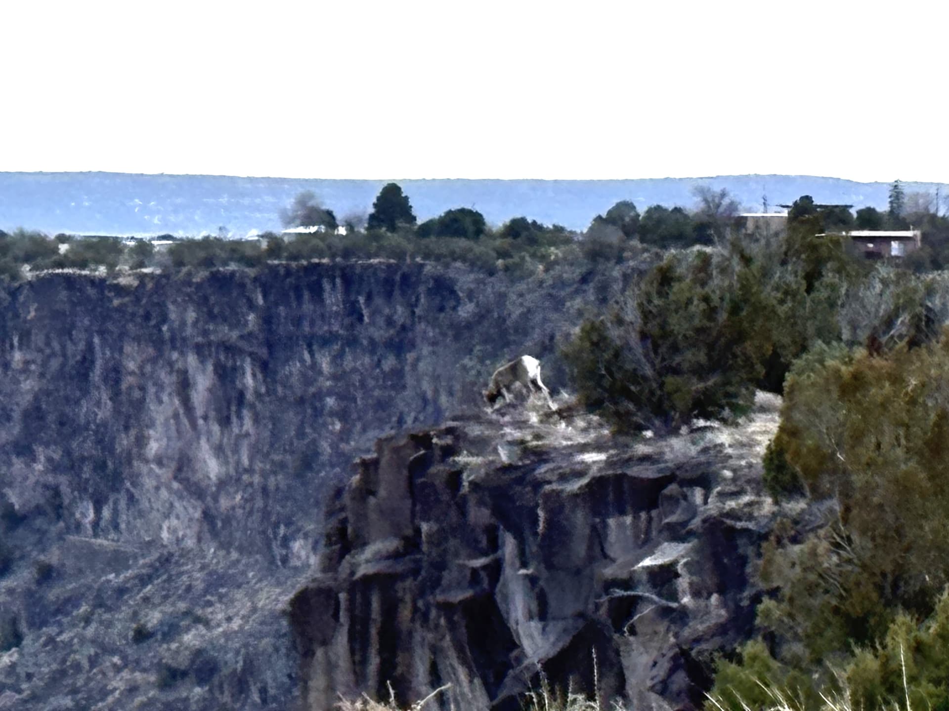 Bighorn Sheep Spotted on White Rock Canyon Rim Trail Near Overlook Park