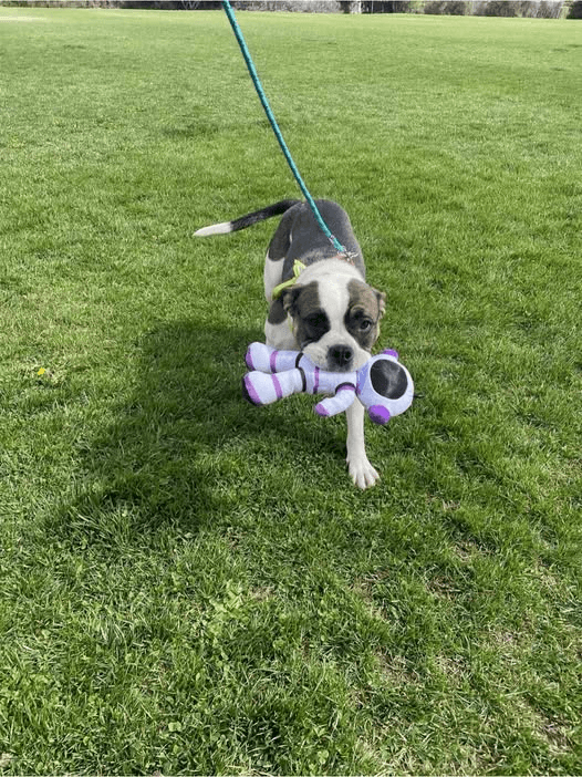 Early Registration Opens for 29th Annual Los Alamos Dog Jog in April