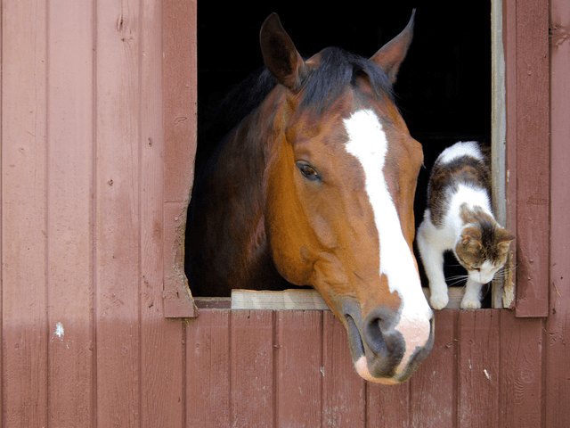 Los Alamos Livestock Owners Learn Wildfire Evacuation Strategies at Community Meeting