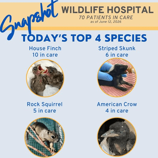 New Mexico Wildlife Center cares for 70 animals amid baby season surge