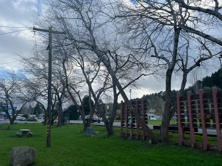 Rio Dell City Council Votes to Remove Hazardous Poplar Trees in Park