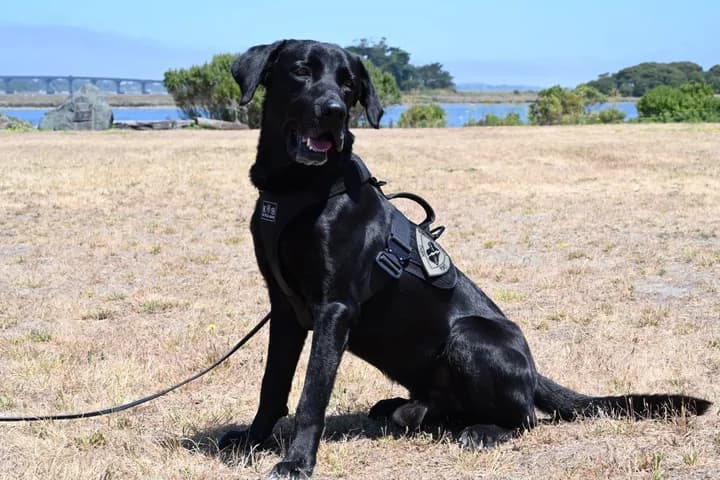 Eureka Police K9 Bodhi Retires After Service From 2020 to 2026