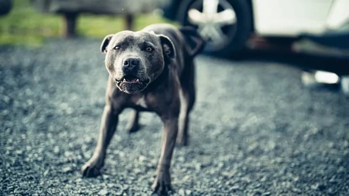 Shelter Cove dog attack victim pushes Humboldt County policy changes