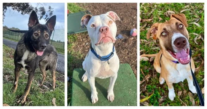 Volunteers Seek Winter Supplies for Humboldt County Shelter Dogs