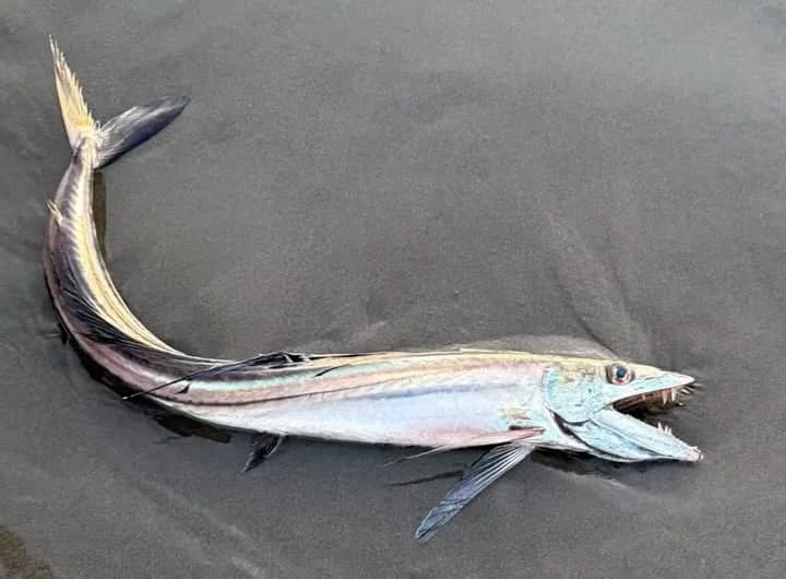 Rare longnose lancetfish washes up at Mad River Beach