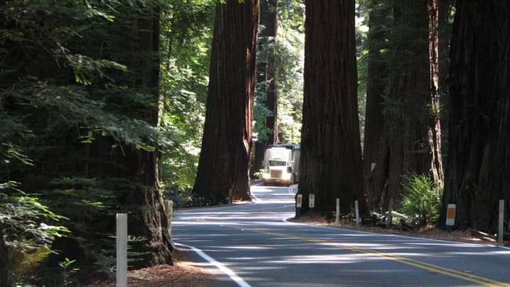 Caltrans starts tree removals at Richardson Grove, EPIC alleges violation