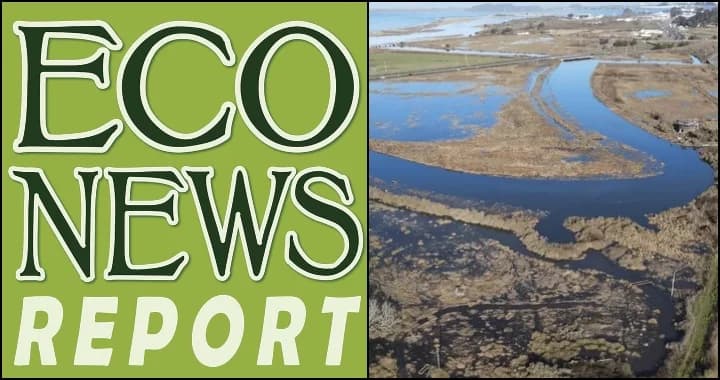 Elk River restoration aims to heal habitat, cut flooding, revive salmon