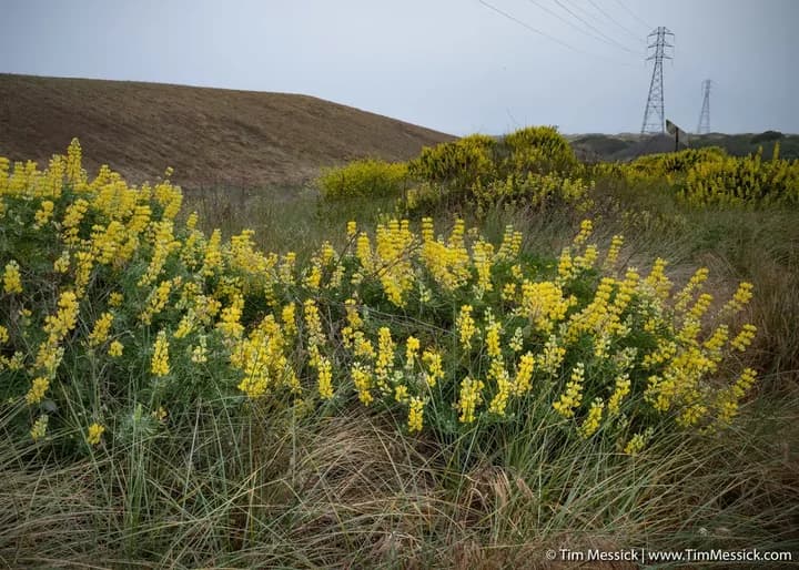Volunteers to Restore Yellow Bush Lupine at Humboldt Dunes After Prescribed Burn