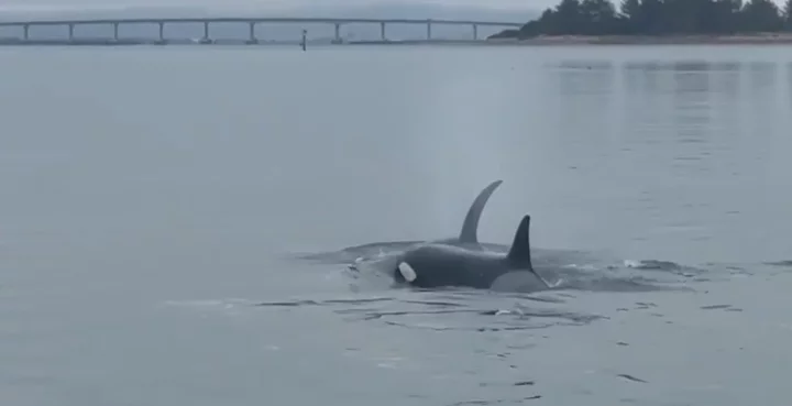 Transient Killer Whale Pod Identified Visiting Humboldt Bay, First California Sighting