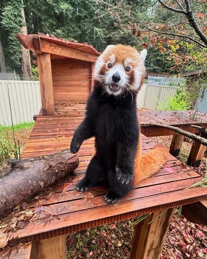 Sequoia Park Zoo red panda moves into renovated habitat, donors credited