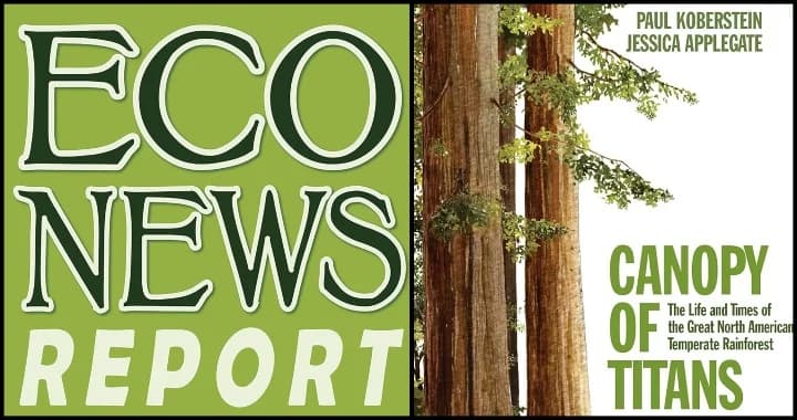 Temperate Rainforest Debate Returns, Experts Warn Against Timber as Carbon Strategy