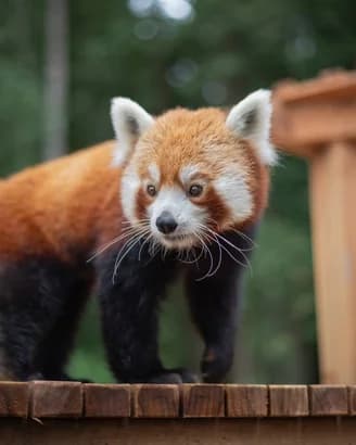 Sequoia Park Zoo seeks bamboo donations for red panda Saffron