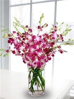 Orchids make Valentine’s gifts that last longer than flowers