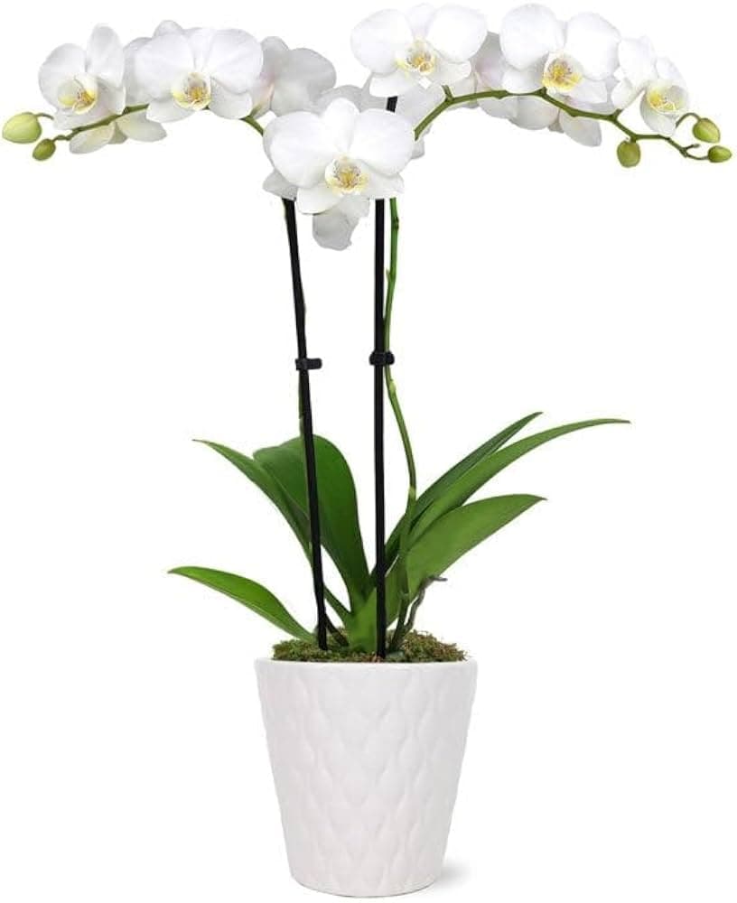 28th anniversary orchid gifts, from live plants to luxury decor