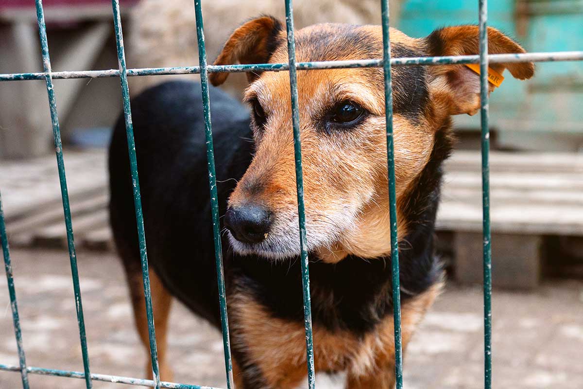 Spring Hill Dogs Seized After Deputies Find Signs Of Fighting