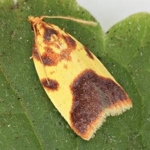 UH Mānoa researchers identify 10 new native leaf-roller moth species, seven genera