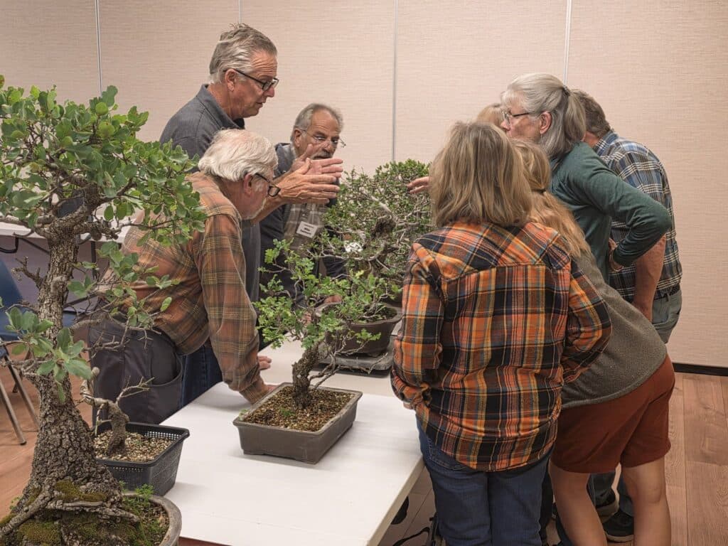 Marin Bonsai Club spotlights California oaks as resilient bonsai material