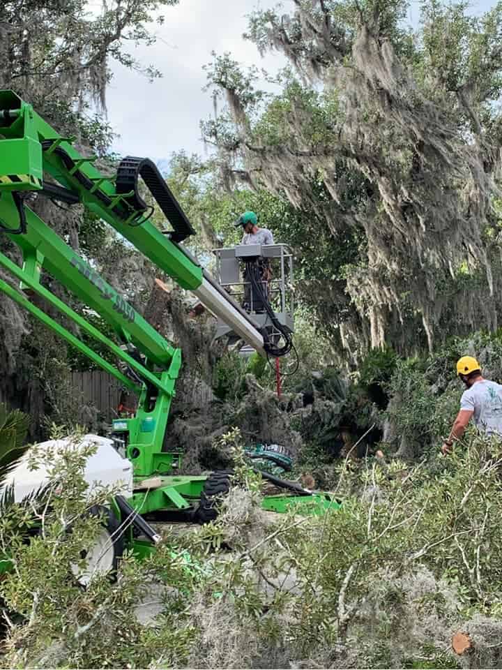 Local Tree Company Expands Services into Altamonte Springs, Boosting Capacity