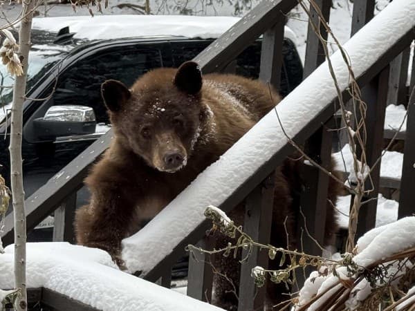 Colorado Parks and Wildlife Launches $1 Million Grants to Reduce Human-Bear Conflicts
