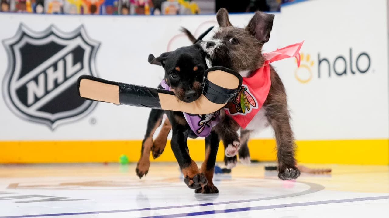 NHL’s Stanley Pup returns with 32 adoptable dogs and celebrity guests