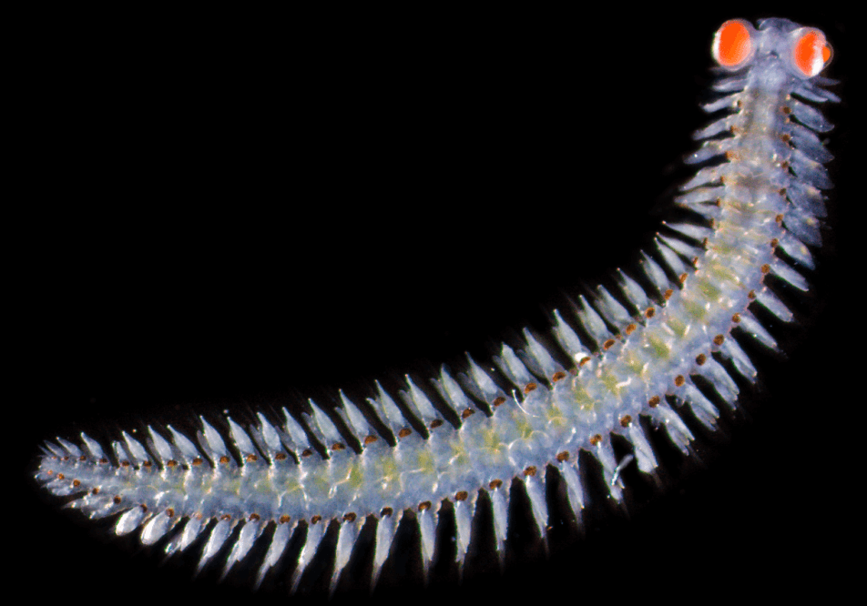 Extraterrestrial Gamma-Ray Blast Puzzles Scientists, Spurs Policy Questions