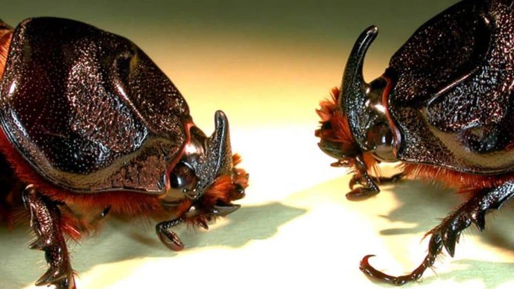 Kauai invasive pest meeting to focus on biosecurity, resilience