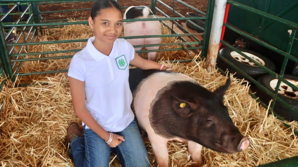 Big Island livestock show set for June 20 in Honokaa
