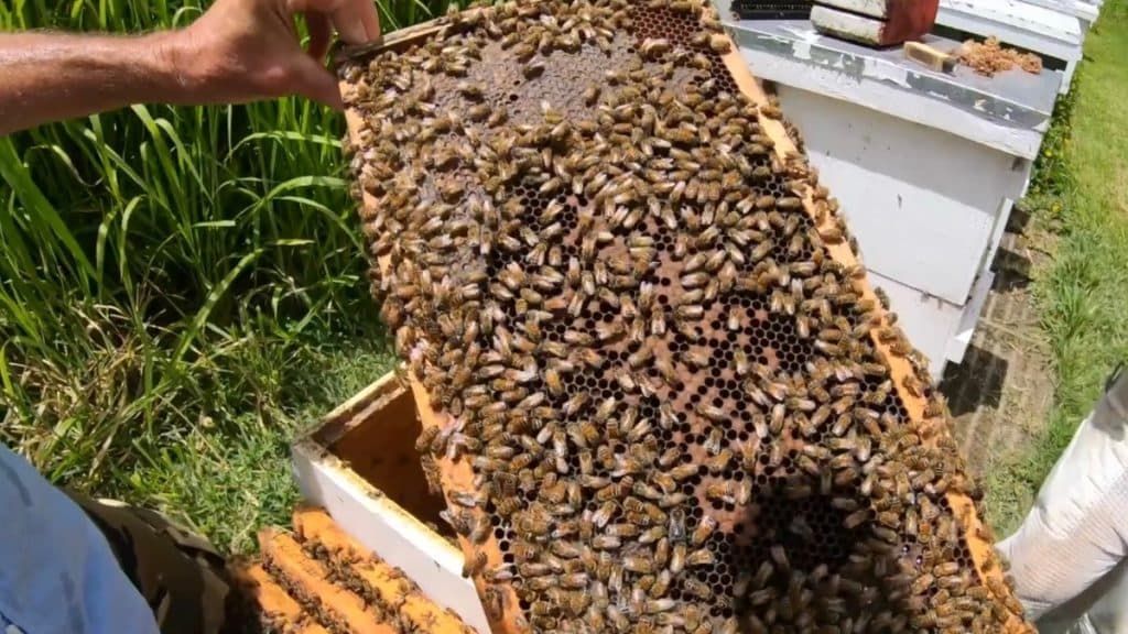 Kauai County advances bill to allow bees in more neighborhoods