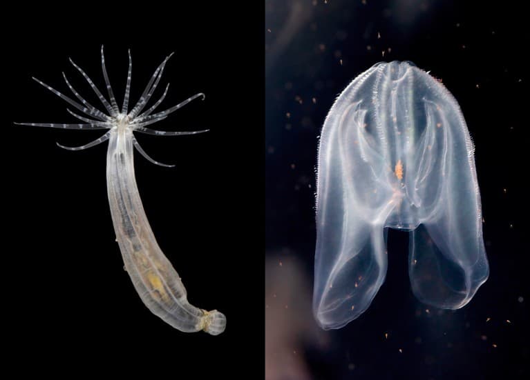 Embryonic organizer cells reveal shared origins of animal body plans