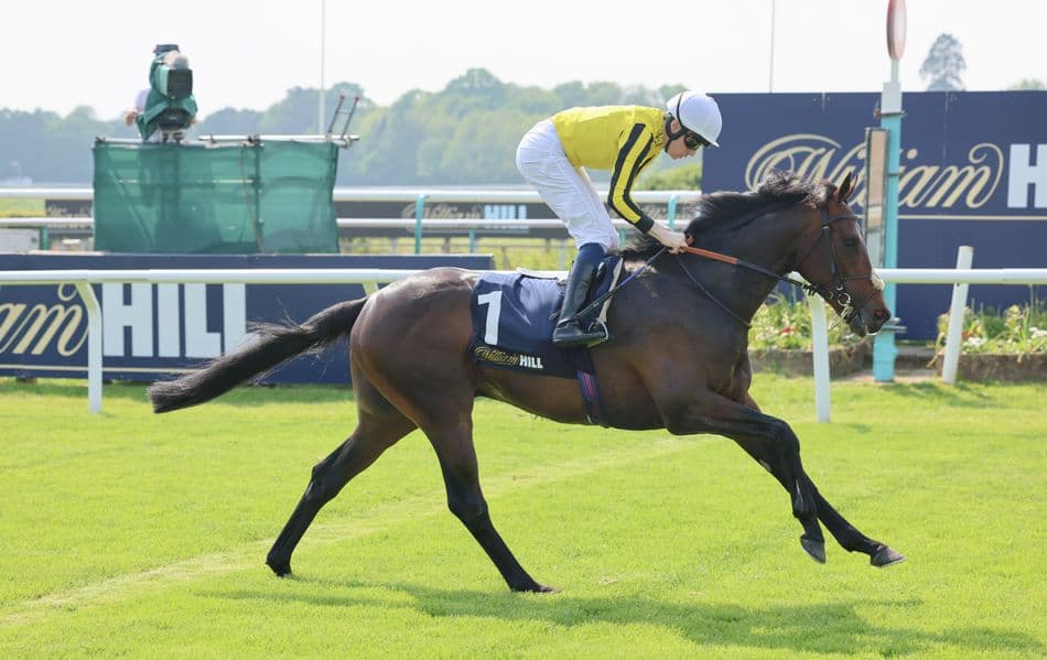 Ambiente Friendly headlines 803-lot Tattersalls July Sale catalogue