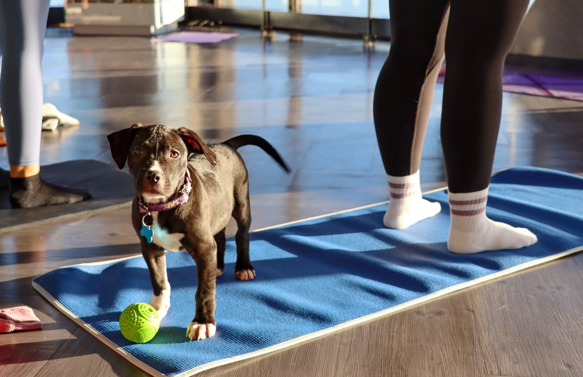 Adoptable puppies helped raise funds at 360 CHICAGO puppy yoga