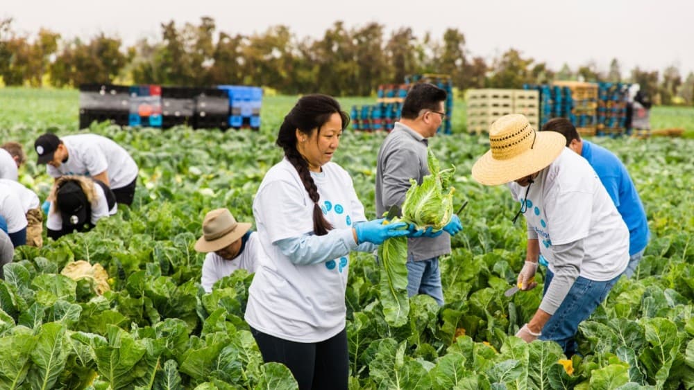 Volunteers harvest 7,700 pounds of produce for Orange County food bank
