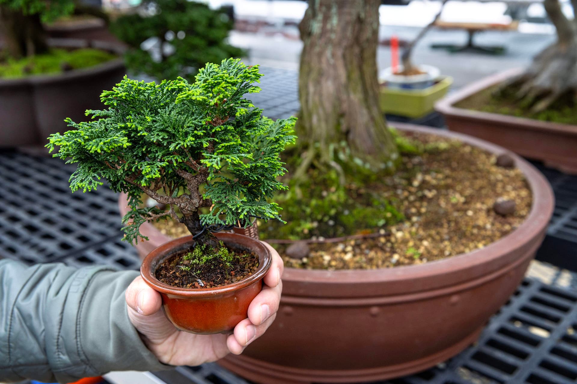 Arnold Arboretum bonsai collection returns, revealing centuries-old living treasures