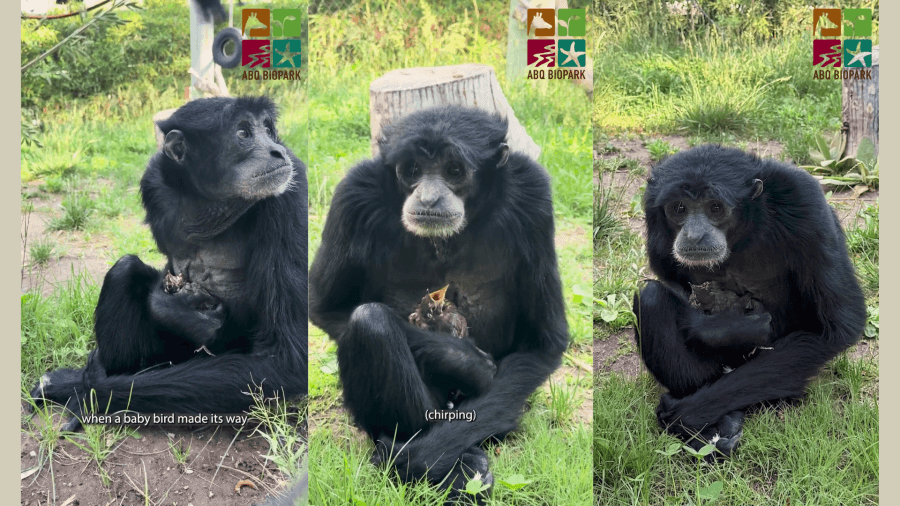 Siamang gibbon at ABQ BioPark mothers baby robin in enclosure