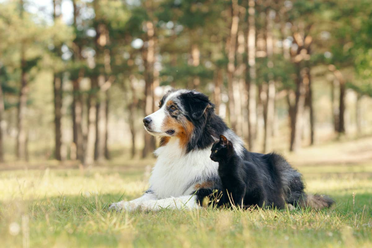 Australian Shepherd Boomer tries to herd a cat on New York farm