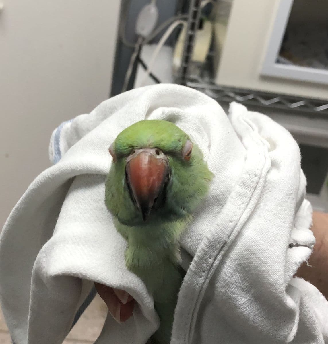 Mickaboo offers free bird care classes for adopters and beginners