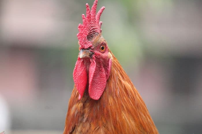 Wallkill limits roosters in denser neighborhoods after resident complaints